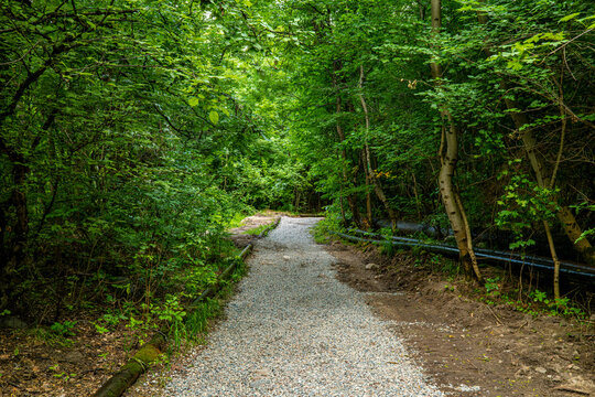 Scenic gravel walkway through forest park with curved path, nature tourism and recreation concept