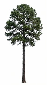 Isolated Loblolly Pine Tree Cutout PNG on Transparent Background
