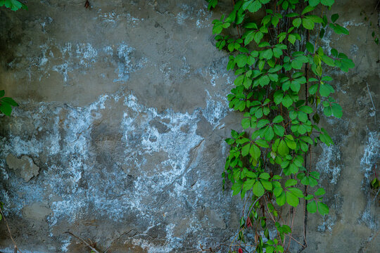 Old weathered concrete wall with green climbing ivy plant, urban decay and nature overgrowth texture background concept