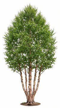 Isolated River Birch Tree Cutout PNG on Transparent Background
