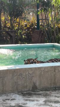 Majestic Bengal tiger swimming in a water pool and peeking over the edge, big cat looking at camera from concrete pond in zoo enclosure