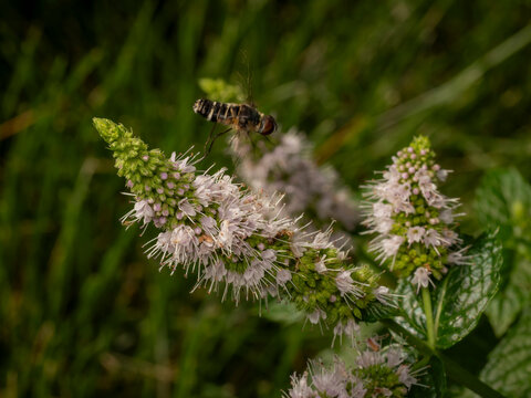 A striped bee fly hovering mid-air above blooming light purple mint flowers in a garden with a lush green background