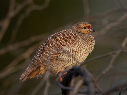Grey francolin perched on acacia tree at Jasra, Bahrain