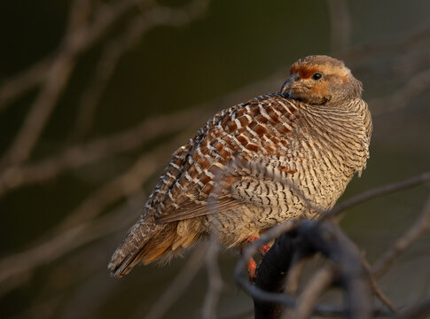 Closeup of a Grey francolin perched on acacia tree at Jasra, Bahrain
