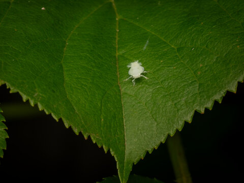 Macro closeup of a tiny white planthopper nymph resting on a broad green leaf against a dark blurred background