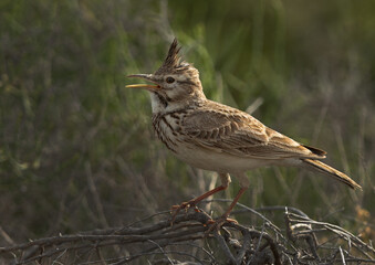 Fototapeta premium Portrait of a Crested Lark at saar, Bahrain