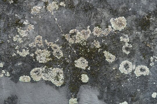 Weathered wall surface covered with lichen patches