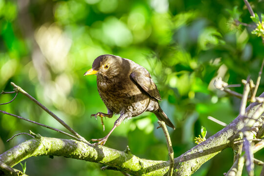 Mit einer Pose, die so gar nicht nach steifer Naturfotografie klingt, scheint diese Amsel gerade mitten in einer rhythmischen Performance zu sein.