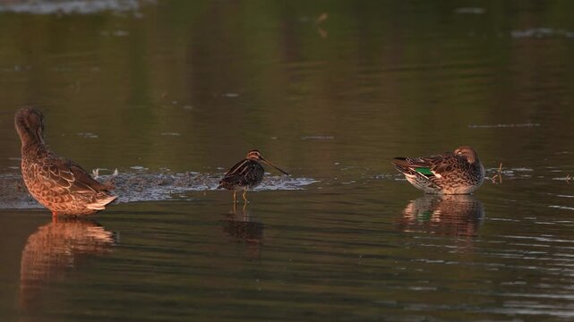 An adult common snipe (Gallinago gallinago) spotting danger and foraging in the evening light in shallow water.
