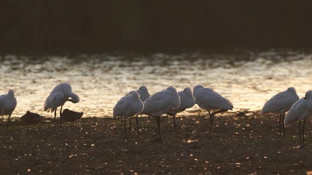 A group of Eurasian spoonbills (Platalea leucorodia) resting on a mudbank in the evening light