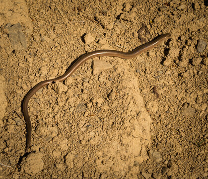  Slow Worm (Anguis fragilis) on the Ground ? Ukrainian Wildlife
