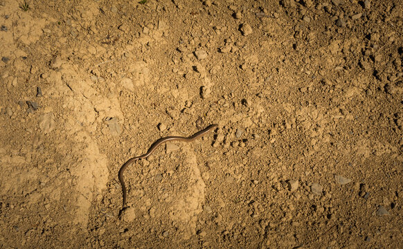 Slow Worm (Anguis fragilis) on the Ground ? Ukrainian Wildlife