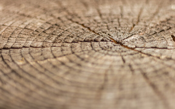 Tree Ring Wood Texture with Soft Focus Background