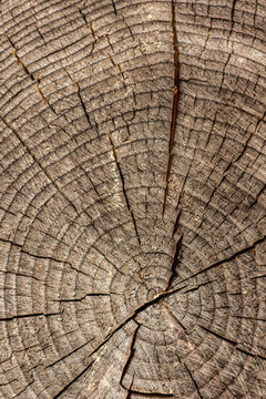 Tree Ring Wood Texture with Soft Focus Background
