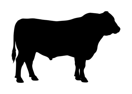Silhouette of a muscular beef bull standing in side profile view