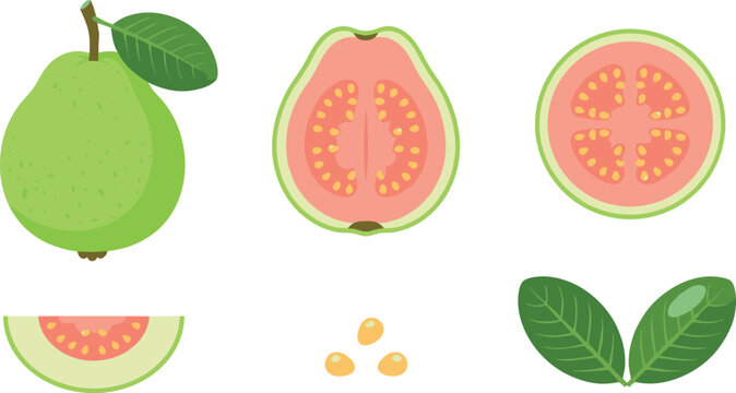Fresh Pink Guava Fruit Flat Vector Illustration Set Featuring Whole Tropical Fruit Half Cut Slice Round Section Leaves and Edible Seeds Graphic Elements
