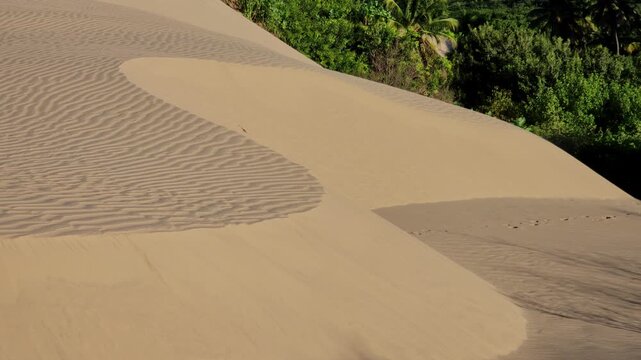 Beautiful Wind Ripple Patterns on Golden Sand Dunes Bordering a Lush Green Forest. Cear&aacute;, Brazil