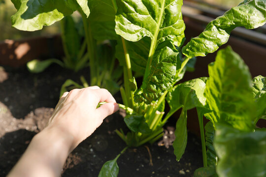 Harvesting fresh green swiss chard leaves from wooden raised bed. Hyperlocal backyard farming trend highlights female hand gathering organic mangold crops zero food miles and plant based wellness aest