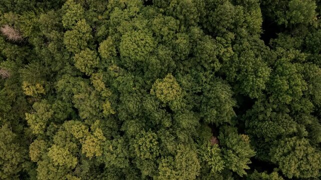 Aerial top down drone video over Vermont forest green trees and treetops durning summer with leaves. New England, USA.