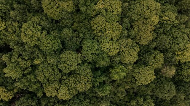 Aerial top down drone video over Vermont forest green trees and treetops durning summer with leaves. New England, USA.