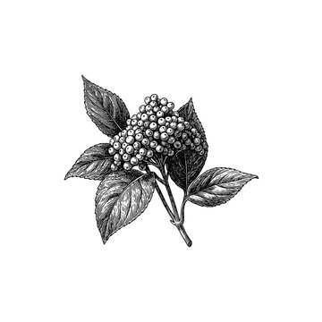 Botanical illustration of berry sprig with leaves on transparent