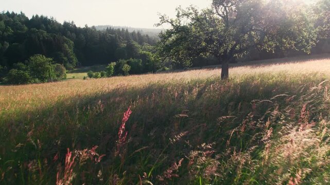 Moving backward over the high grass of a picturesque sunlit meadow. A rural idyll with trees on hills, wind and sunshine.