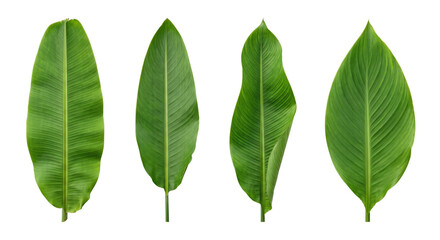Fresh tropical green banana leaves set isolated © PNG Lab