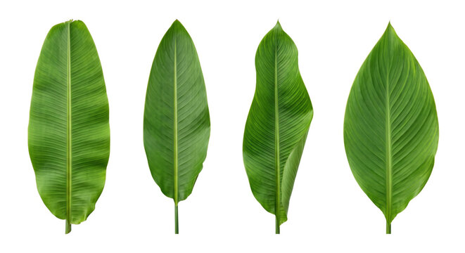 Fresh tropical green banana leaves set isolated