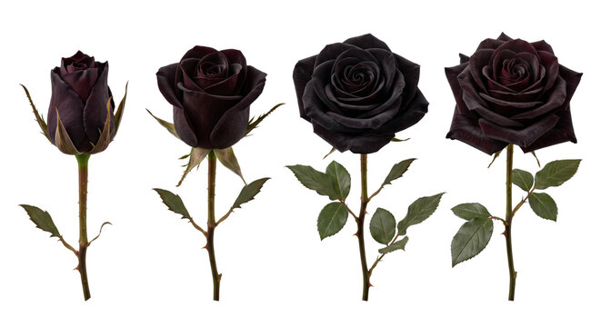 Dark red and black roses with stems set