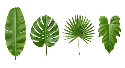 Obraz premium Assorted green tropical leaves collection isolated