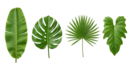 Fotobehang Tropisch Assorted green tropical leaves collection isolated  © PNG Lab