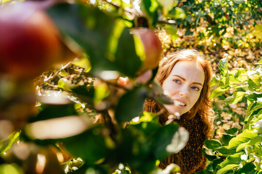 Thoughtful redhead woman choosing ripe apples among branches in sunny autumn orchard garden