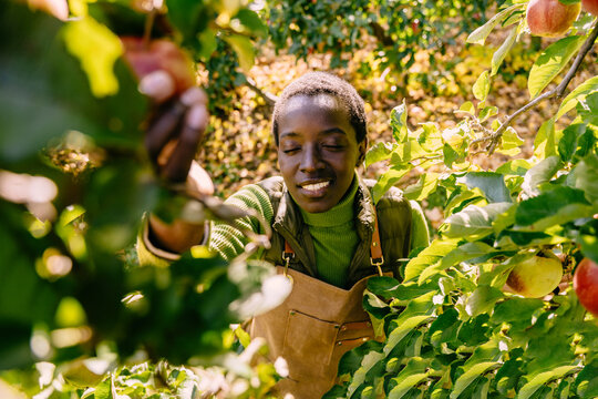 Serene African woman picking ripe apple in sunny orchard during seasonal autumn harvest