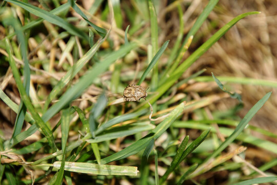 Schildkr&ouml;tenwanze in gem&auml;hter Sommerwiese an Grashalm 2099246920 (Eurygaster testudinaria)