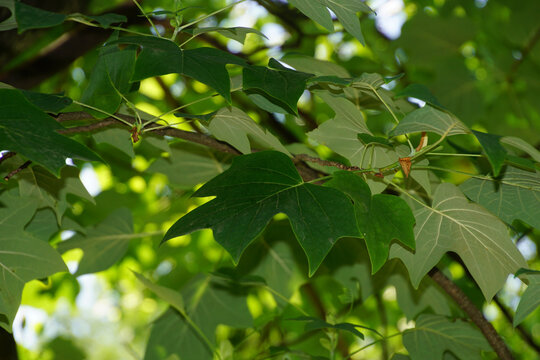 Tulpenbaumbl&auml;tter im Sommer 2099246948 Liriodendron tulipifera