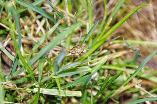 Schildkr&ouml;tenwanze in gem&auml;hter Sommerwiese an Grashalm 2099246950 (Eurygaster testudinaria)