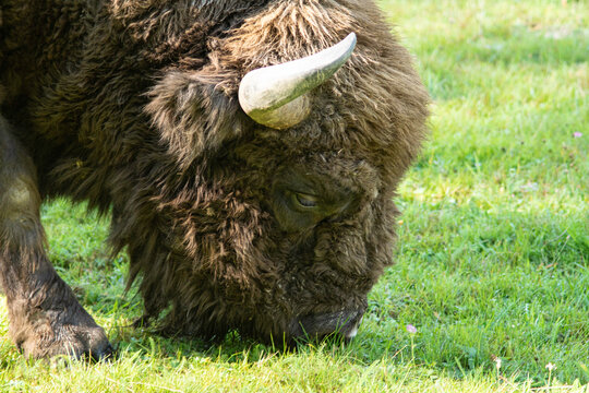 T&ecirc;te de bison brotant
