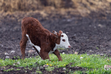 Cute newborn hereford calf waking up and stretching on pasture grass © Annette Buchkowski