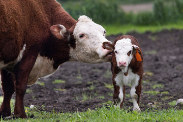 Hereford cow licking nurturing its newborn calf on a farm © Annette Buchkowski