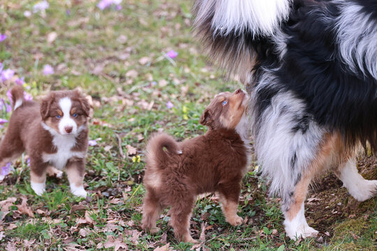 Puppies sniffing an unknown dog outdoors