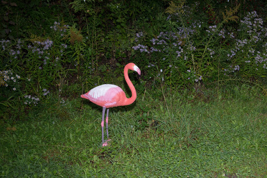 Pink Plastic Flamingo Contrasting the Green