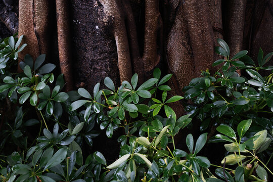 Roots and leaves intertwine in a lush garden