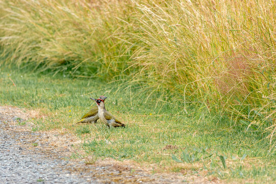 green woodpecker picus viridis with chick