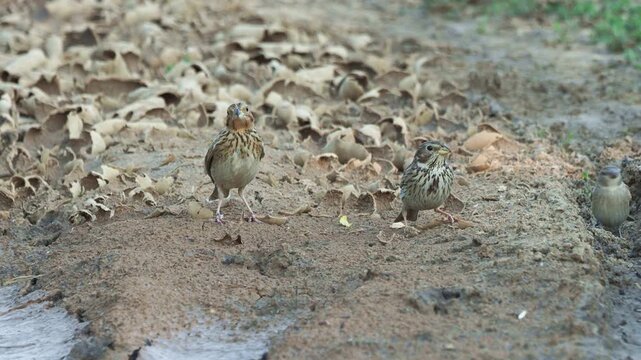 Common bunting (Emberiza calandra) adult with two juveniles and a house sparrow searching for food on the ground