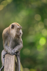 Long-tailed macaque on a wooden post glancing over its shoulder © ZCS