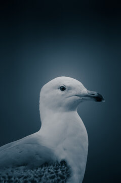 Gull portrait with mottled wings against a dark blue background