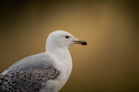 Gull portrait with mottled wings against a warm golden background