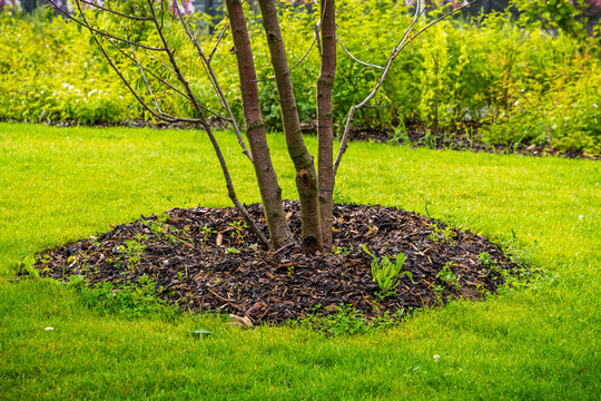 Young tree trunk cluster mulched with dark bark in a vibrant green lawn