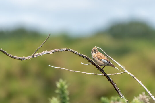 the common linnet a slim bird with a long tail named after their favourite food seed linseed perched on a bramble with a blurred background