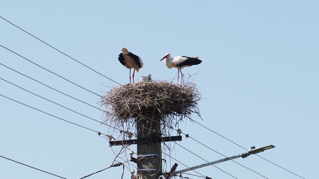 White stork pair (Ciconia ciconia) changing nesting duties and feeding chicks
